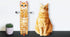 Cat Funny Hand Towels for Bathroom Kitchen
